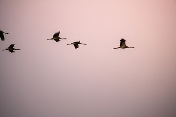 cranes flying over sky at sunrise