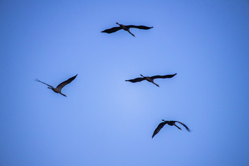 cranes flying over sky at sunrise