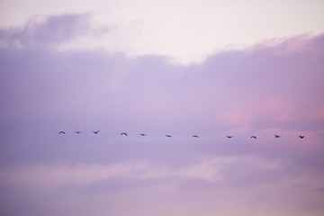 cranes flying over sky at sunrise