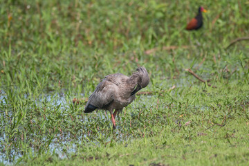 Plumbeous ibis in the Pantanal, Brazil, South America