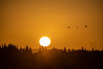 cranes flying over sky at sunrise