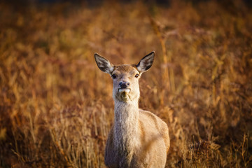 Red deer doe (Cervus elaphus), taken in United Kingdom