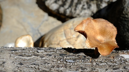 mushroom on the old stump