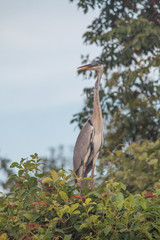 Cocoi heron in the Pantanal region, Brazil, South America