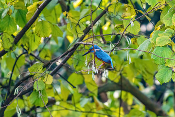 Common Kingfisher (Alcedo atthis), taken in the UK