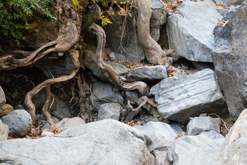 Out in the Woods #3