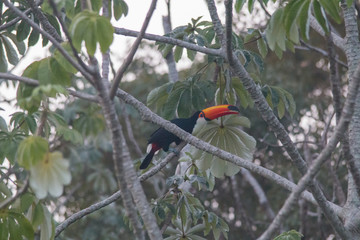 Toco toucan in a tree, Pantanal Region, Brazil, South America