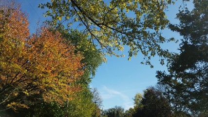 autumn trees and sky above