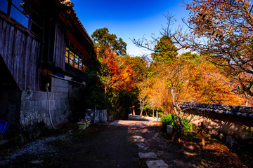 Fototapeta premium 文殊仙寺の紅葉