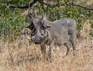 One warthog with big tusks standing in dry grass in Kruger National Park