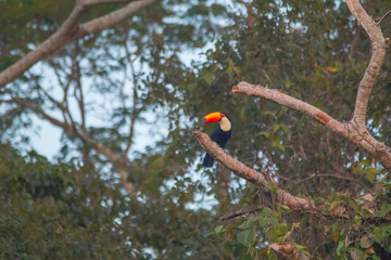 Toco toucan in a tree, Pantanal Region, Brazil, South America