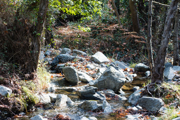 Out in the Woods #8