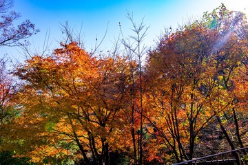 文殊仙寺の紅葉