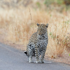 Fototapeta na wymiar One leopard marking its territory on a tarred road in Kruger national Park, South Africa