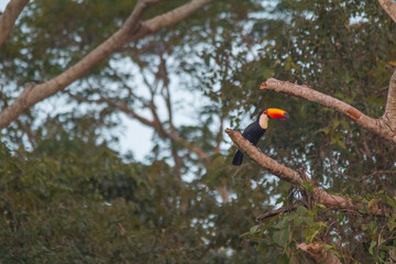Toco toucan in a tree, Pantanal Region, Brazil, South America