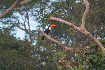 Toco toucan in a tree, Pantanal Region, Brazil, South America