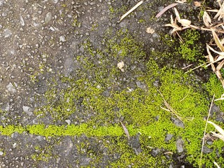Bright green mossy sidewalk crack with grey gray worn concrete