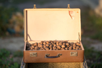 Walnut, nuts from a tree, a bag with nuts, a suitcase, a lot of nuts, nuts structure, nuts, grass, nature, village