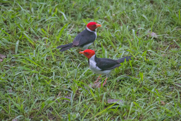 Yellow billed cardinal at a feeding site, Pantanal region, Brazil, South America