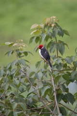 Yellow billed cardinal at a feeding site, Pantanal region, Brazil, South America