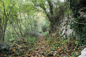 colorful path in autumn inside a forest that gives a beautiful colour