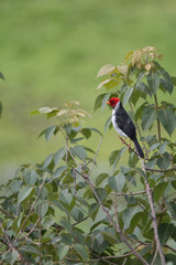 Yellow billed cardinal at a feeding site, Pantanal region, Brazil, South America
