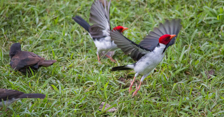 Yellow billed cardinal at a feeding site, Pantanal region, Brazil, South America