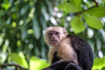 White faced Capuchin monkey in the Costa Rican jungle also known as organ monkey