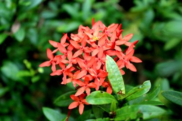 red flower in garden