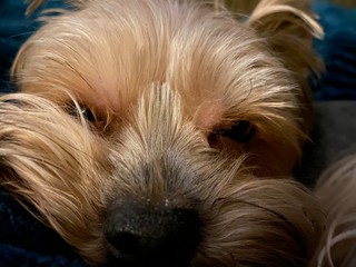 portrait of yorkshire terrier