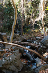 Obraz premium Out in the Woods #22