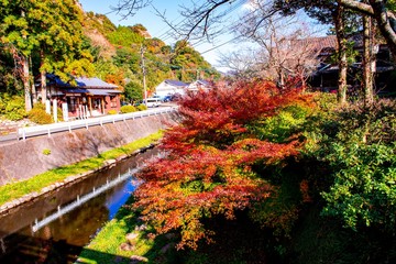 Obraz premium 天念寺の紅葉
