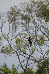 Toco toucan in the Pantanal Region, Brazil, South America
