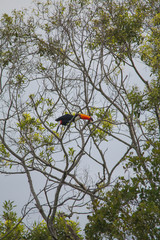 Toco toucan in the Pantanal Region, Brazil, South America