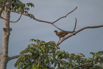 Chaco chachalaca on a branch, Pantanal region, Brazil, South America
