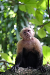 Fototapeta premium White faced Capuchin monkey in the Costa Rican jungle also known