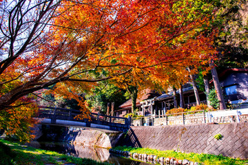 Obraz premium 天念寺の紅葉
