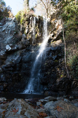 Out in the Woods #27