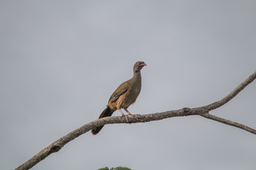 Chaco chachalaca on a branch, Pantanal region, Brazil, South America