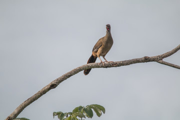 Chaco chachalaca on a branch, Pantanal region, Brazil, South America