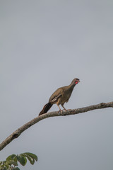 Chaco chachalaca on a branch, Pantanal region, Brazil, South America
