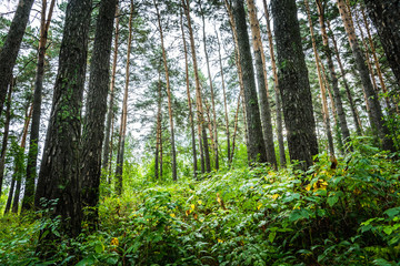 Obraz premium Beautiful place in deep of wild summer forest