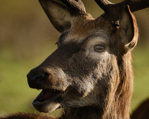 Red deer feeding in controlled park environent in the UK.