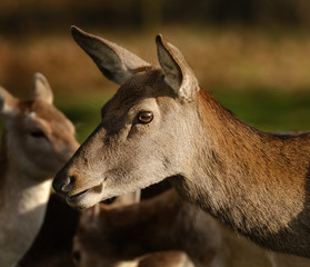 Red deer feeding in controlled park environent in the UK.