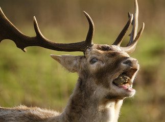 Red deer feeding in controlled park environent in the UK.