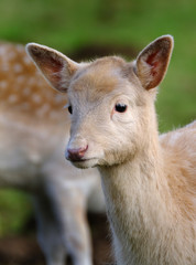 Young Fallow deer feeding in UK parkland.