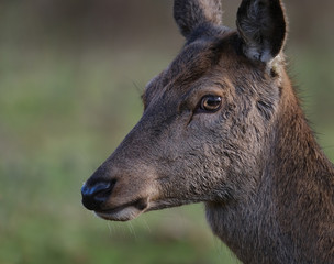 Fototapeta premium Red deer feeding in controlled park environent in the UK.