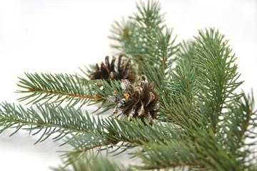 christmas pine cone