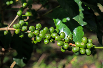 Coffee Cherries
