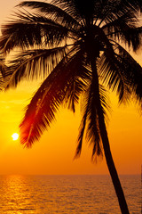 Palms silhouettes against the sunset sky taken in Varkala. Kerala, India